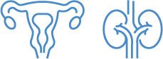 Uterus and Kidneys